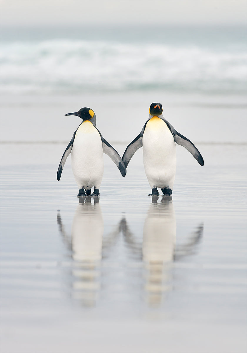 Amigos