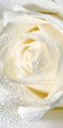 Rose Dew Plakat - Posterbox.no