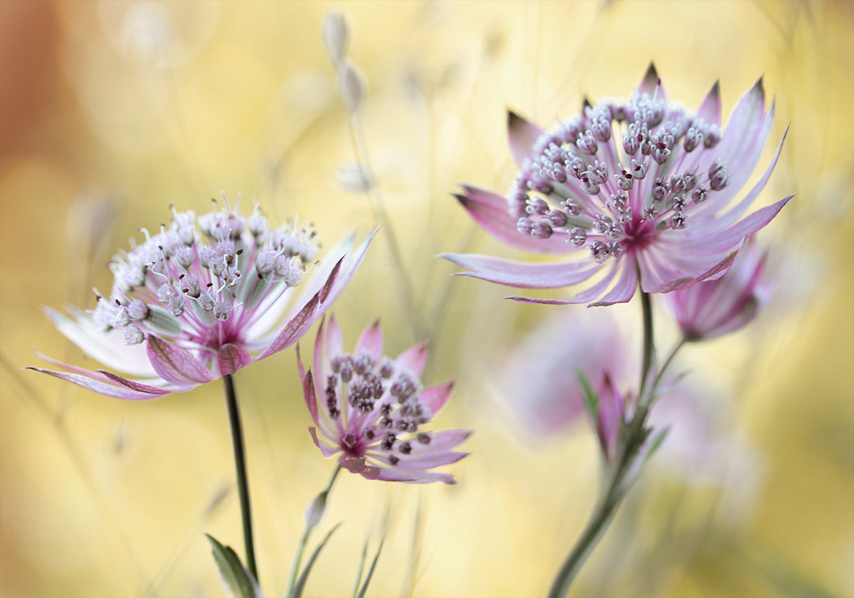 Astrantia Mayor Póster