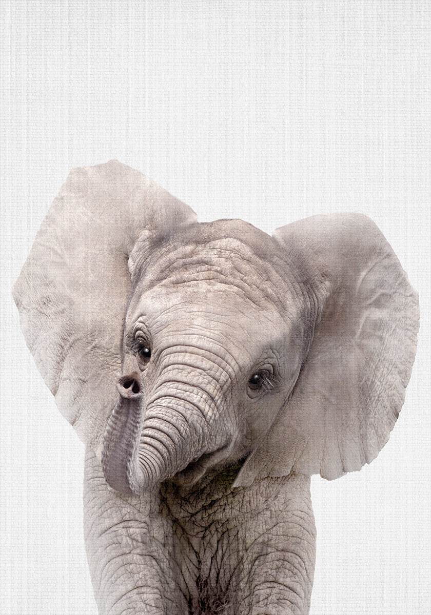 Peekaboo bebé elefante Póster