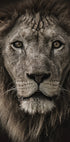 African Lion Plakat - Posterbox.dk