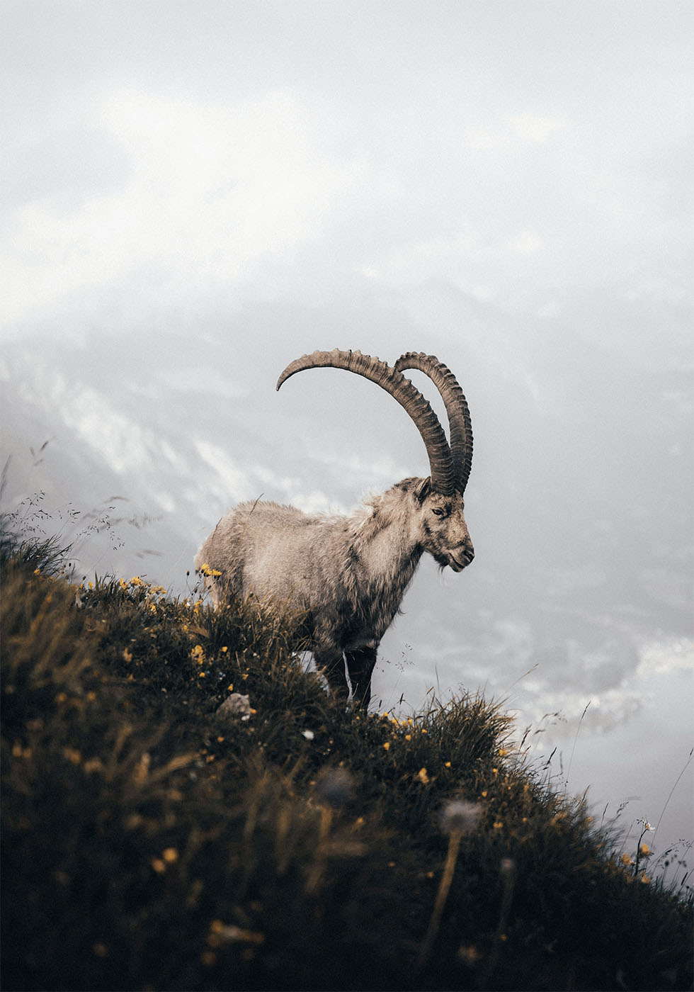 Mountain Goat in Serenity Plakat - Posterbox.dk