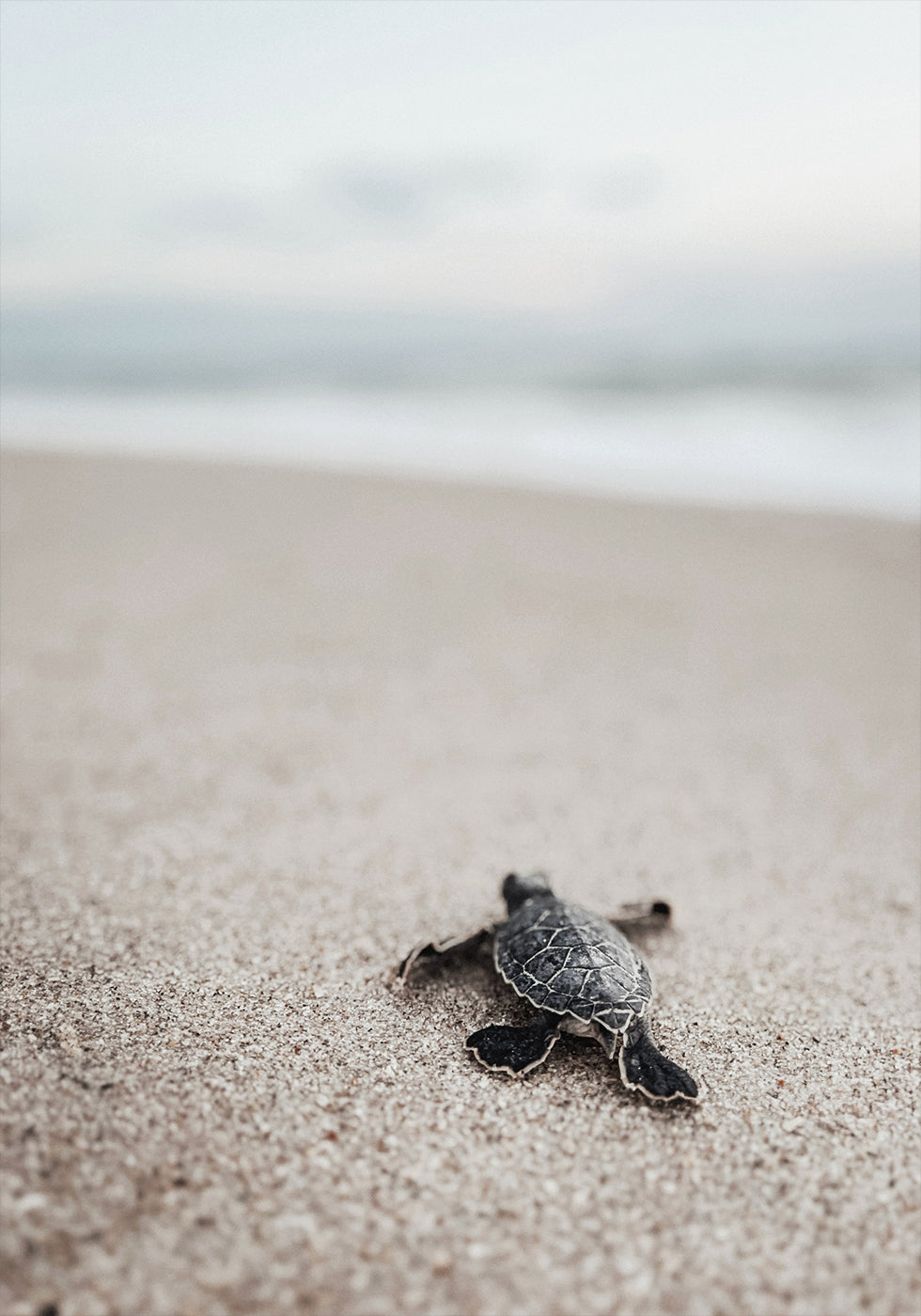Baby Turtle Journey Plakat - Posterbox.dk