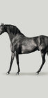 Black Horse Port. Drawing Plakat - Posterbox.dk