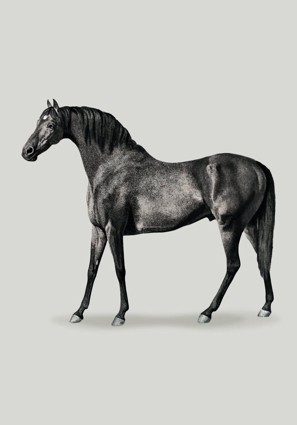 Black Horse Port. Drawing Plakat - Posterbox.dk