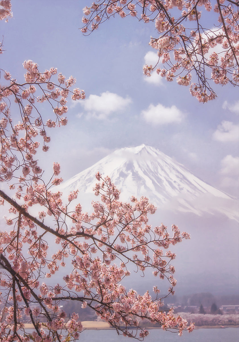 Monte Fuji en las flores de cerezo Póster