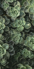 Close Up Green Plakat - Posterbox.dk