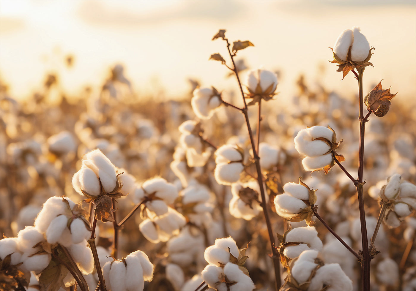 Póster Flores de algodón al atardecer