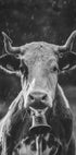 Cow With Bell Plakat - Posterbox.dk
