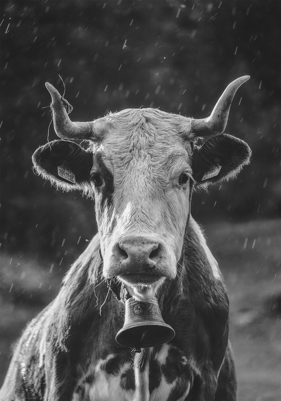 Cow With Bell Plakat - Posterbox.dk