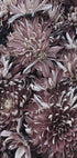 Dahlias Plakat - Posterbox.dk