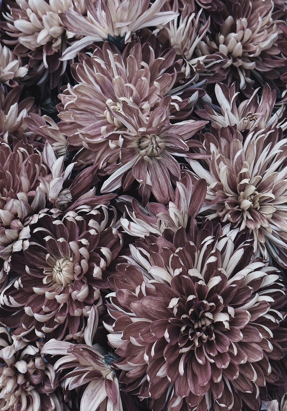 Dahlias Plakat - Posterbox.dk
