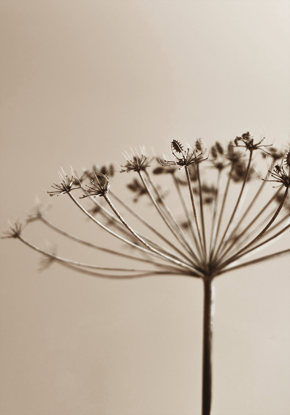 Póster elegante con silueta de planta seca en tono sepia