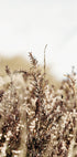 Dry Plant Plakat - Posterbox.dk