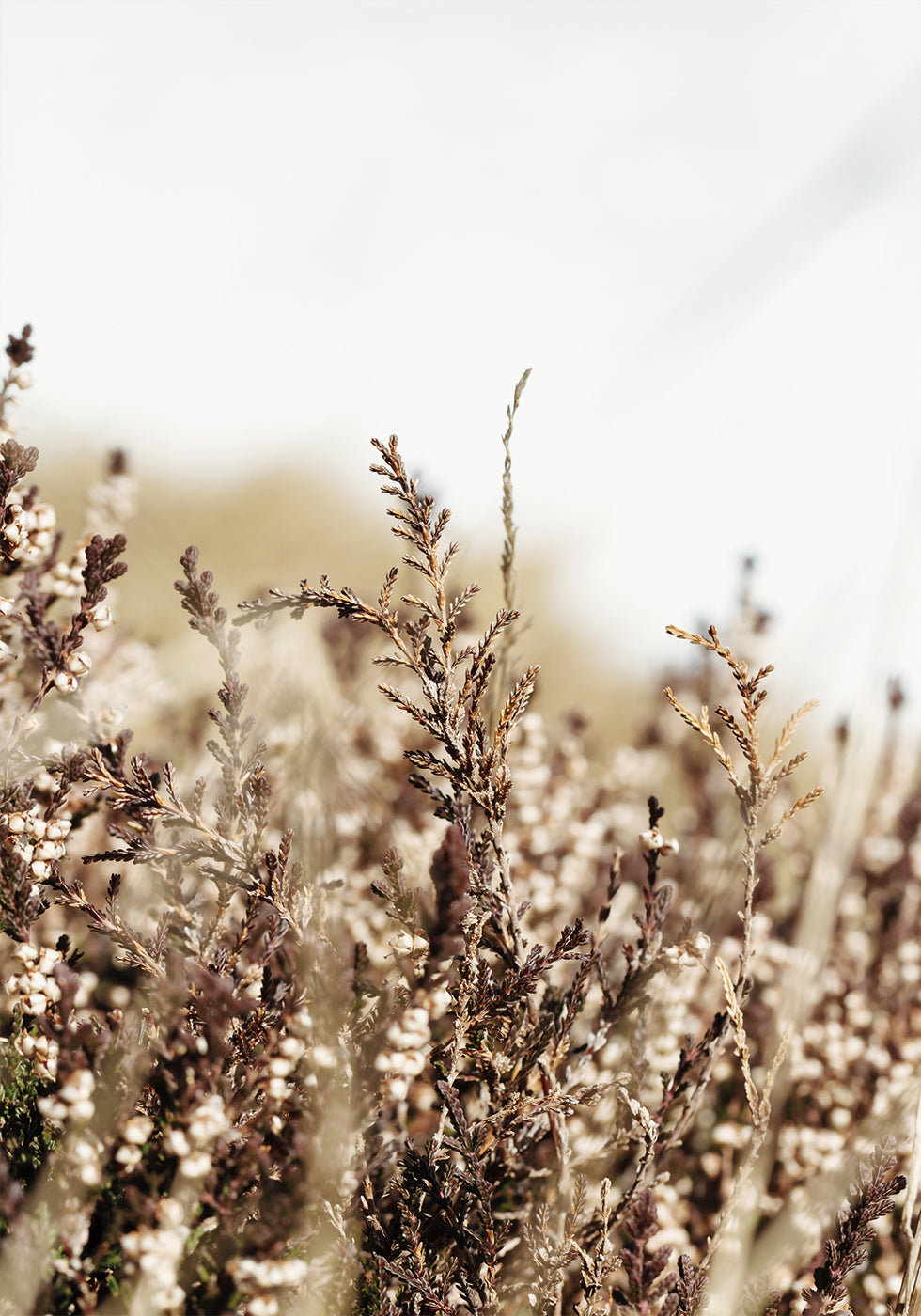 Dry Plant Plakat - Posterbox.dk