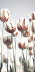 Dutch Tulips Plakat - Posterbox.dk