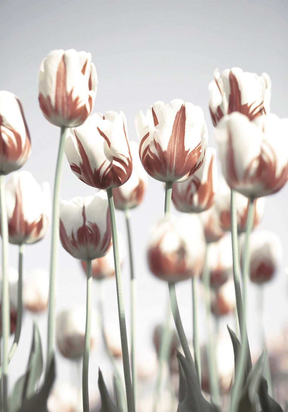 Dutch Tulips Plakat - Posterbox.dk