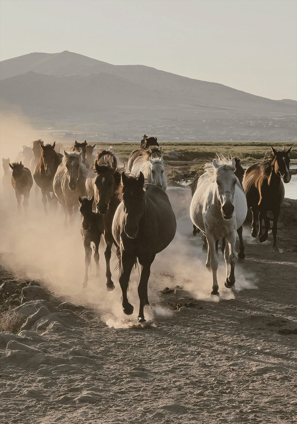 Wild Horses Gallop Plakat - Posterbox.dk