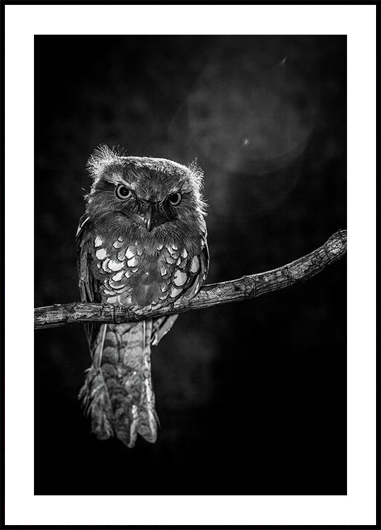 Solo en la noche Póster