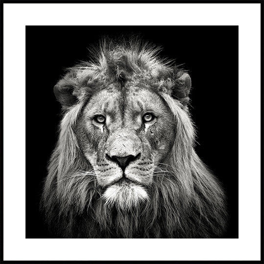 León macho joven Póster