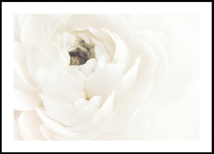 Póster Flor blanca