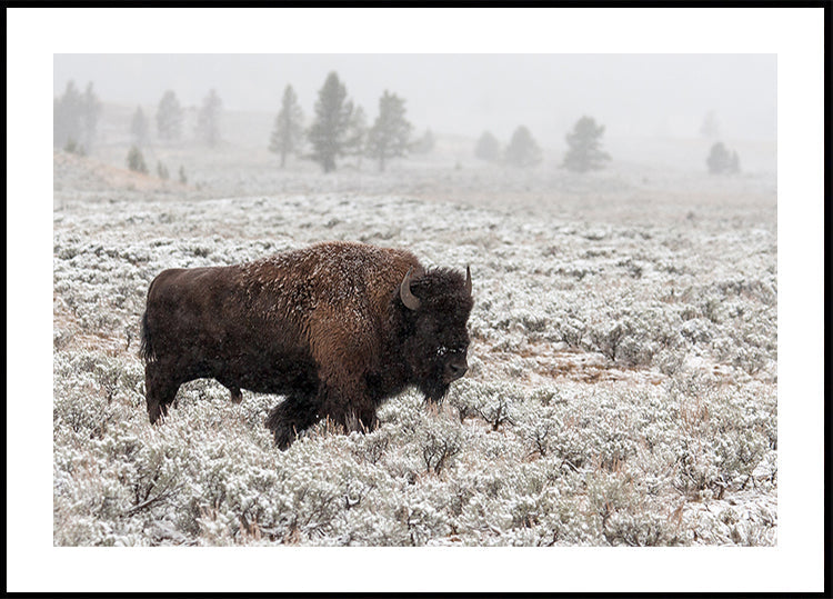 Yellowstone de finales de otoño