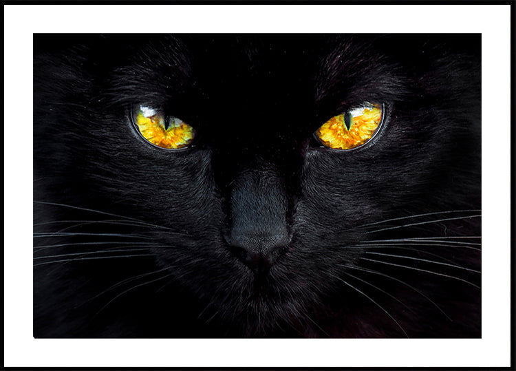 El hipnotizador de la noche