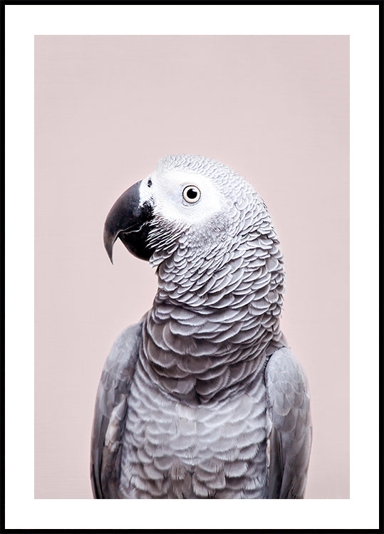 gris africano