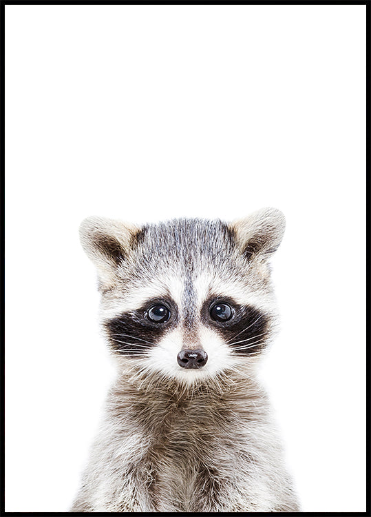 mapache bebe
