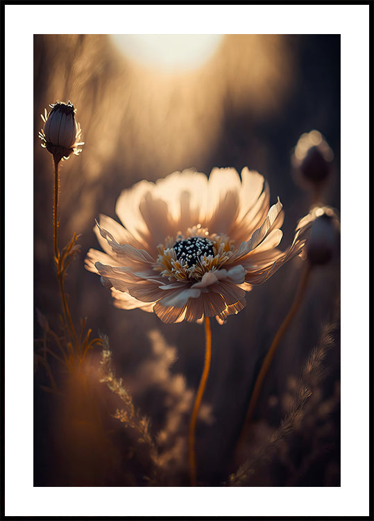 Póster Flor iluminada por el sol