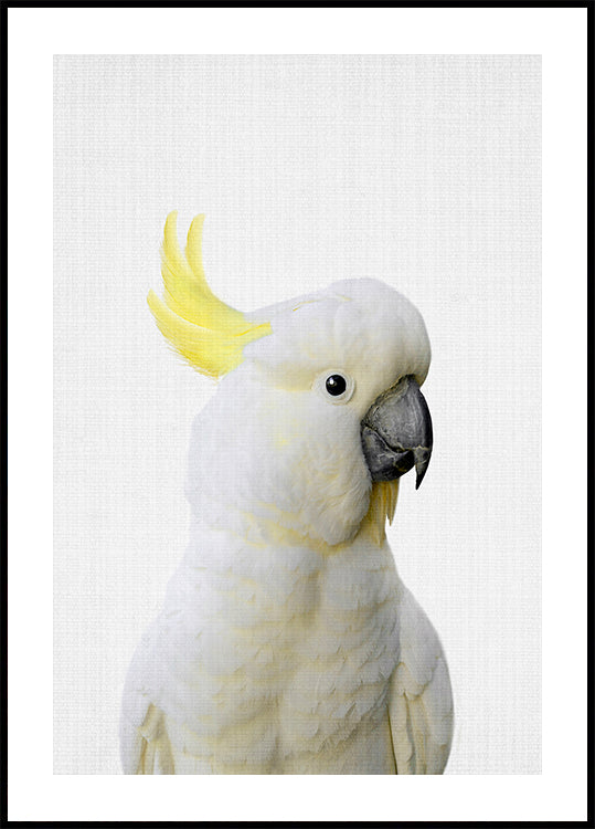Cacatúa Peekaboo Póster