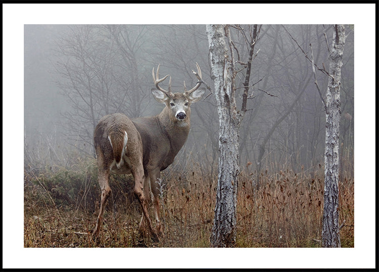 Póster Buck de cola blanca - En la niebla de otoño