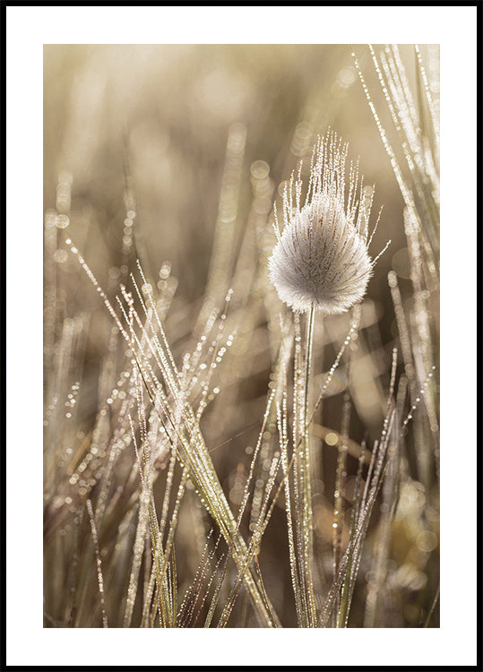 Dew-Covered Grass Head Plakat - Posterbox.dk