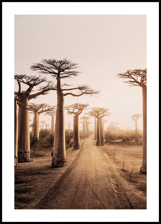 Póster Árboles baobab al atardecer