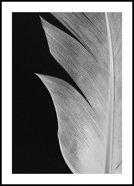Pluma No.5 Póster