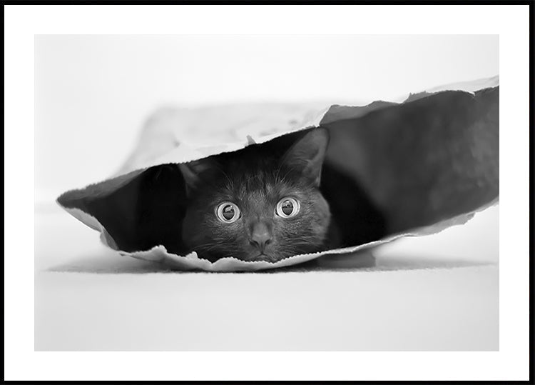 Gato en una bolsa Póster