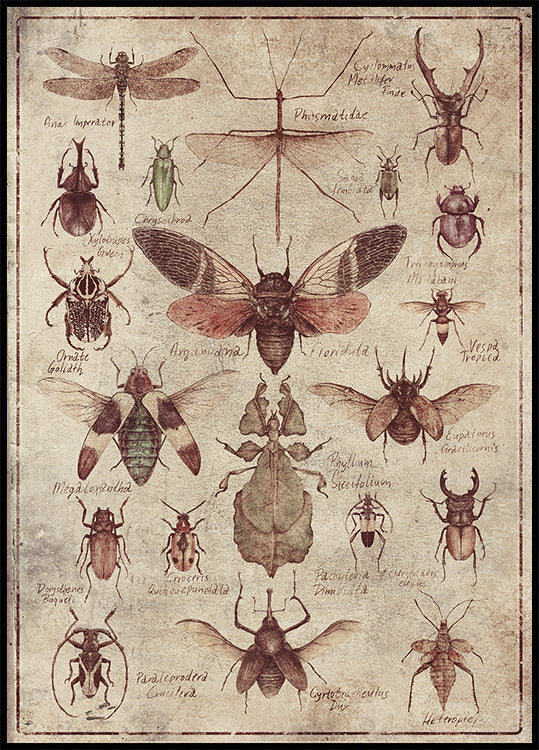 Insectos de estilo vintage Póster