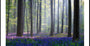 Póster Bluebell