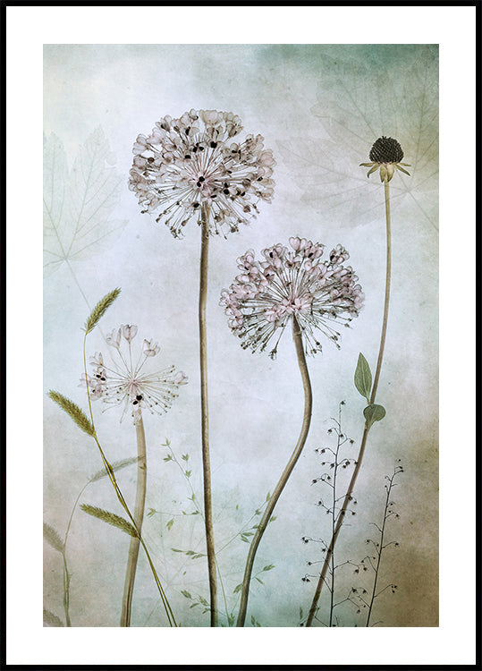 Allium Póster