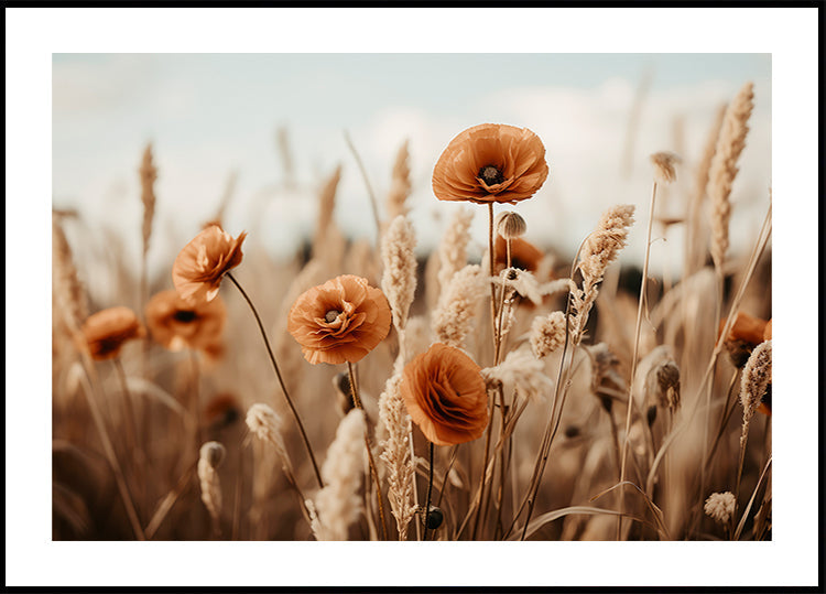 Amapolas en brisa