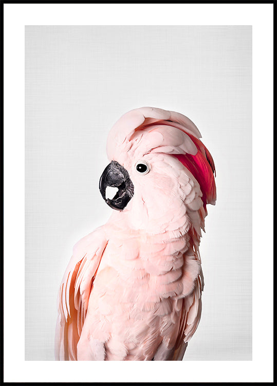cacatúa rosa