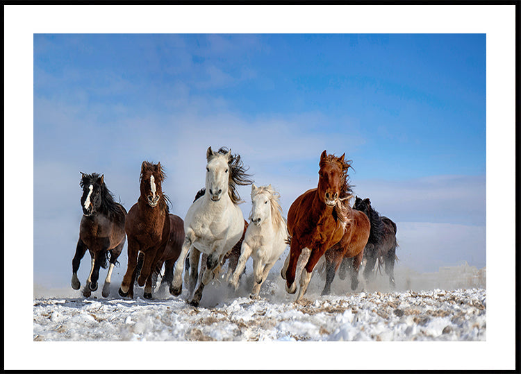 Caballos mongoles