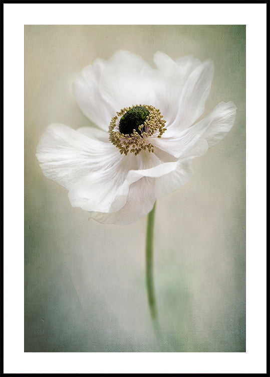 Blanco individual