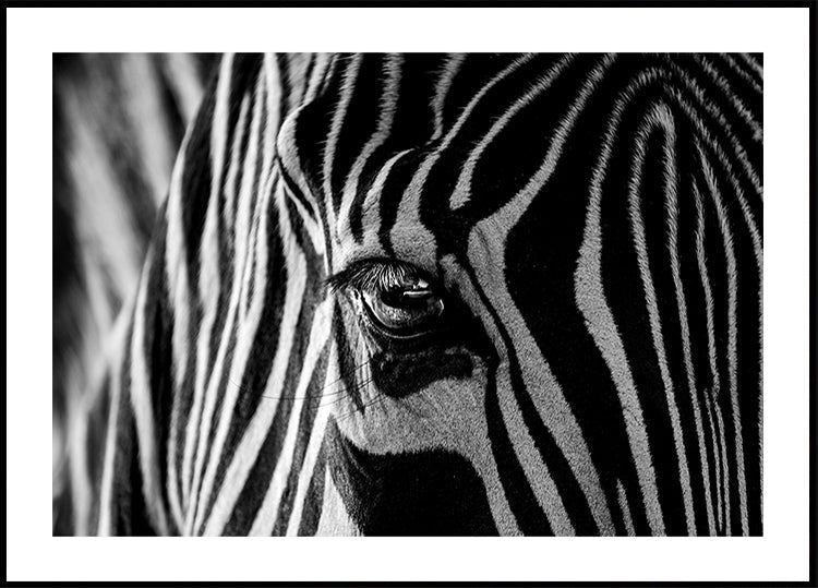 Cebra abstracta Póster
