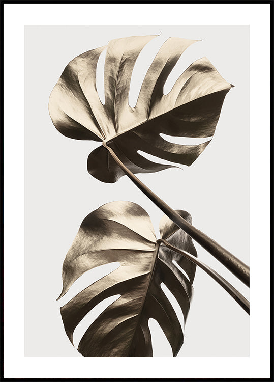 Monstera Oro 08 Póster