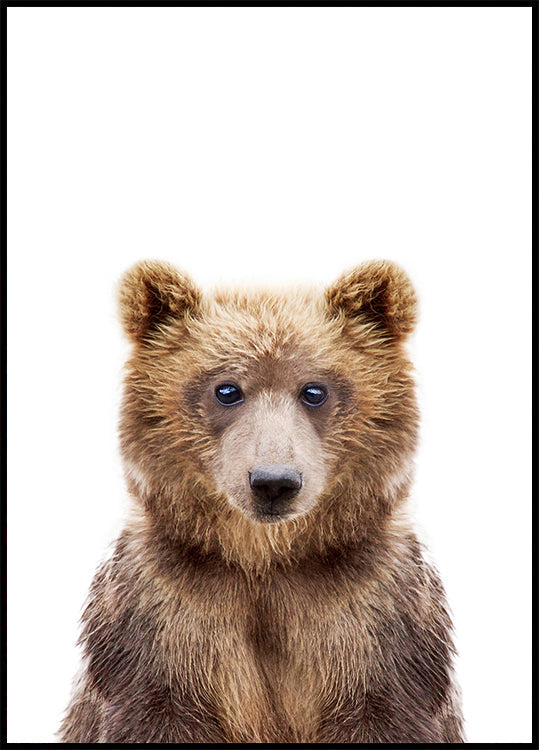 oso bebe