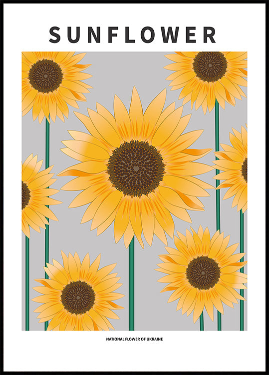 Girasol - flor nacional y Ucrania Póster