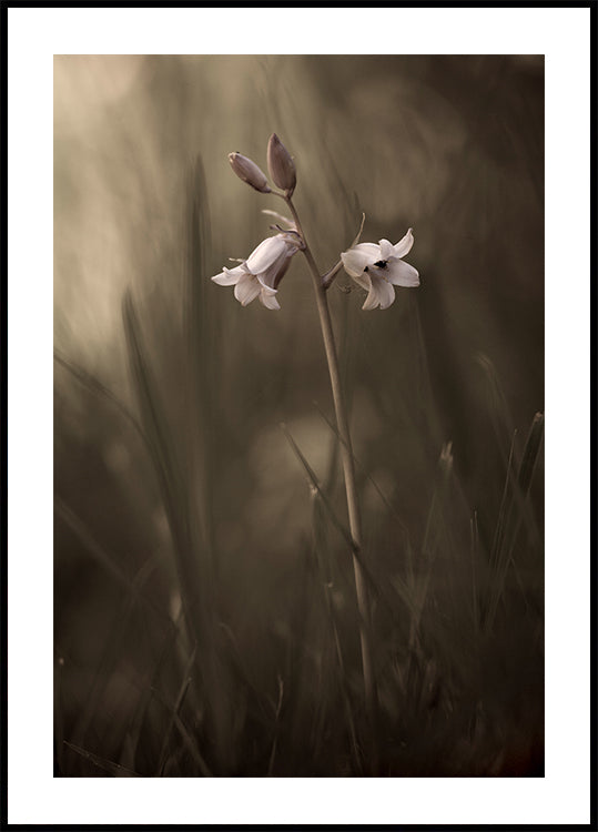 Póster Una pequeña flor en el suelo