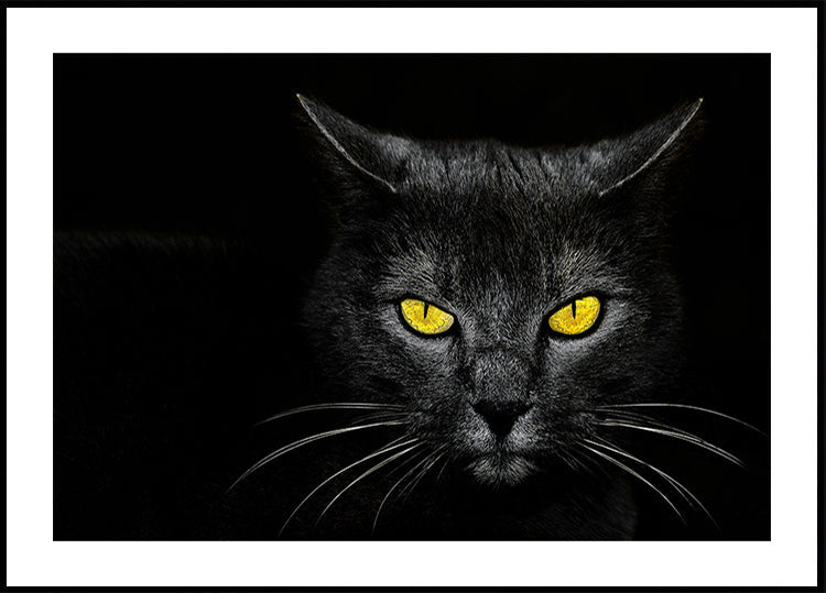 Gato negro Póster
