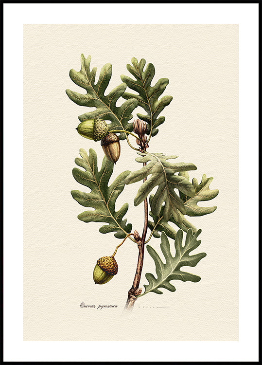 Botánica Quercus Pyrenaica Póster